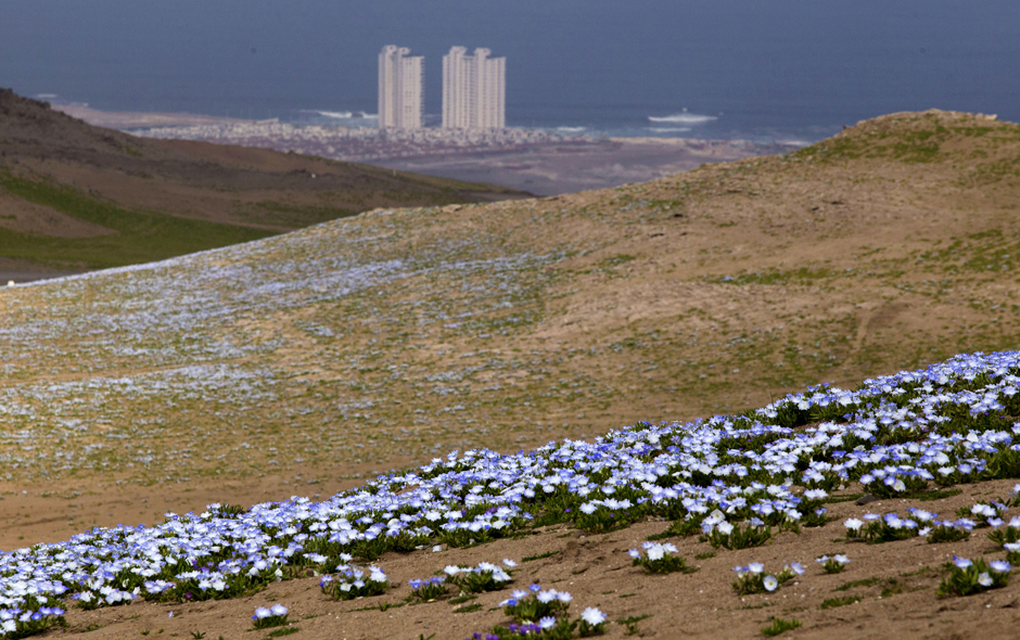 El Milagro Del Desierto Florido Emol Fotos