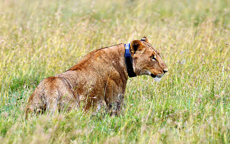 Kenia: Estudian a leones para mejorar su protección | Emol Fotos